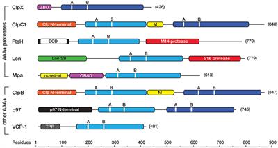 AAA+ Machines of Protein Destruction in Mycobacteria